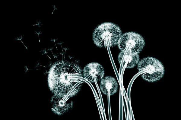 X-ray foto van een bloem geïsoleerd op zwart, de Taraxacum-dandel — Stockfoto