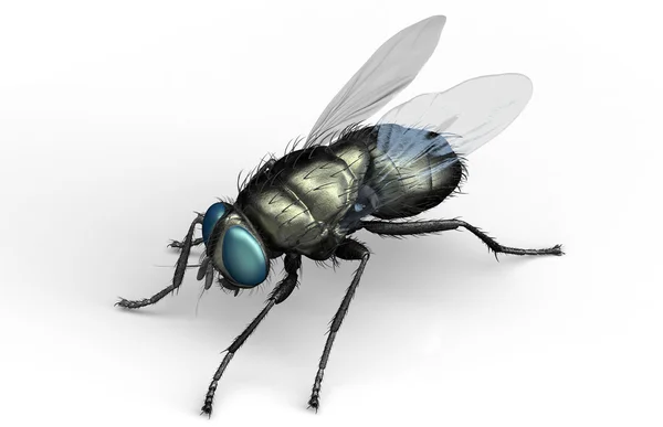 Housefly, εντόμων απομονωθεί σε λευκό με διαδρομή αποκοπής — Φωτογραφία Αρχείου