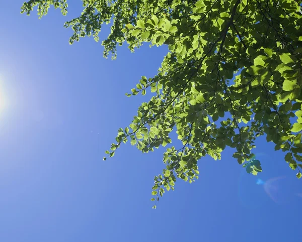 Foglie verdi contro il cielo blu — Foto Stock