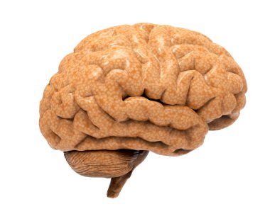 Beyni beyaza yalıtılmış