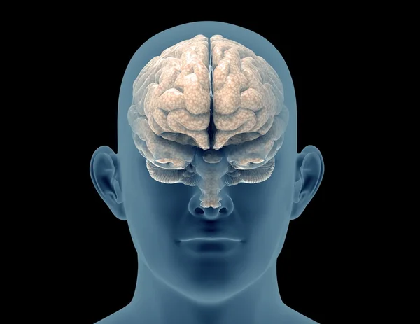 脳の x 線スカル — ストック写真