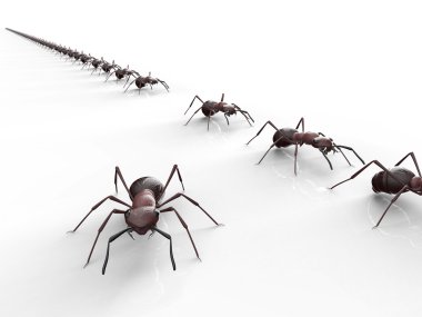 black ants isolated on a white background clipart