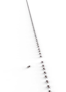 Beyaz bir arka plan üzerinde izole siyah karıncalar