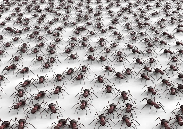 Hormigas negras aisladas sobre un fondo blanco — Foto de Stock