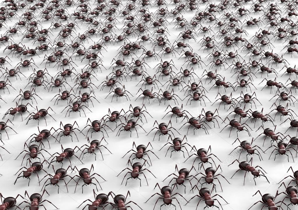 black ants isolated on a white background