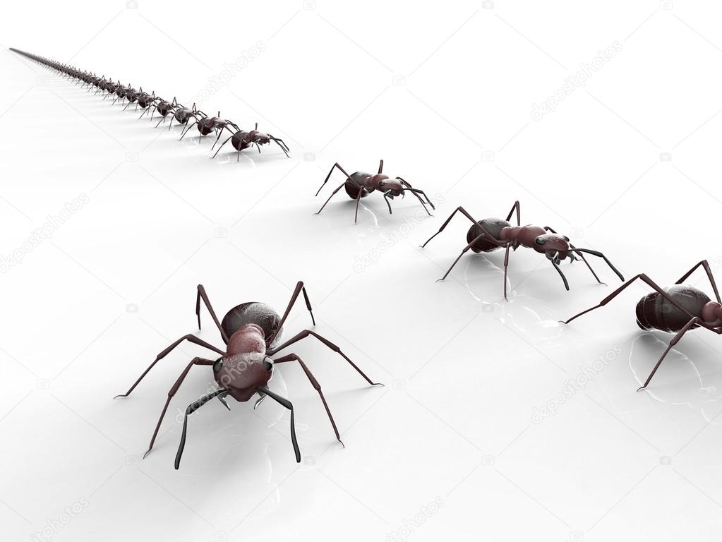 black ants isolated on a white background