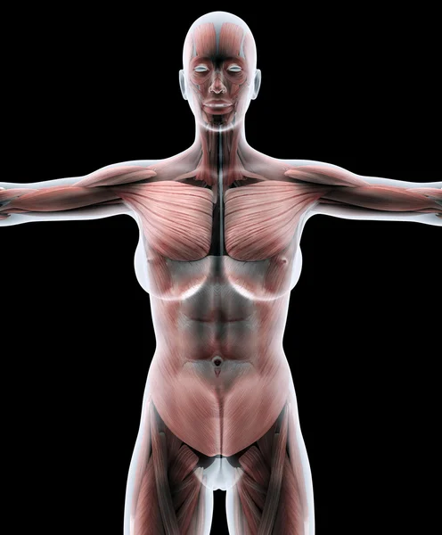Anatomie einer Frau auf Schwarz mit Clipping-Pfad — Stockfoto