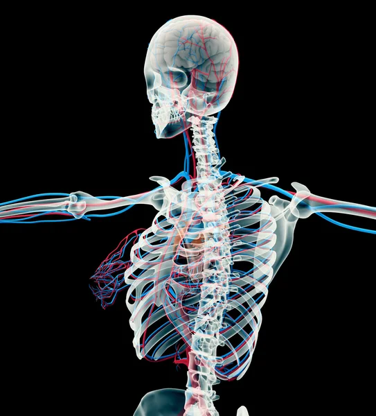 Anatomie van een vrouw op zwart met uitknippad — Stockfoto