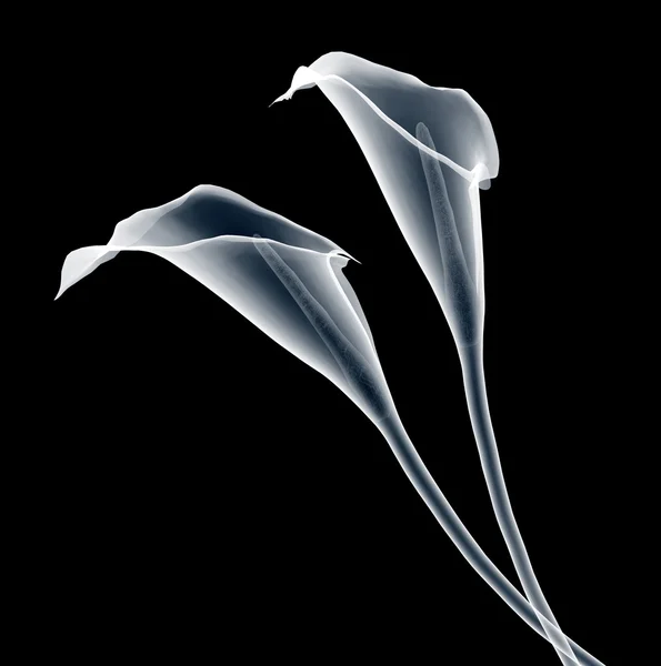 Röntgenbild einer Calla-Blume isoliert auf schwarz — Stockfoto