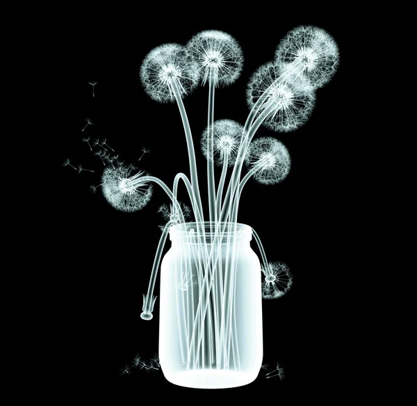 Xray image of a dandelion flower isolated on black — Stock Photo, Image