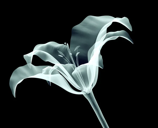 X 射线图像的黑上孤立的一朵花 — 图库照片