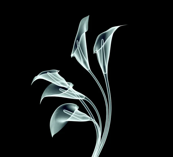 Xray image of a calla flower isolated on black — Stock Photo, Image