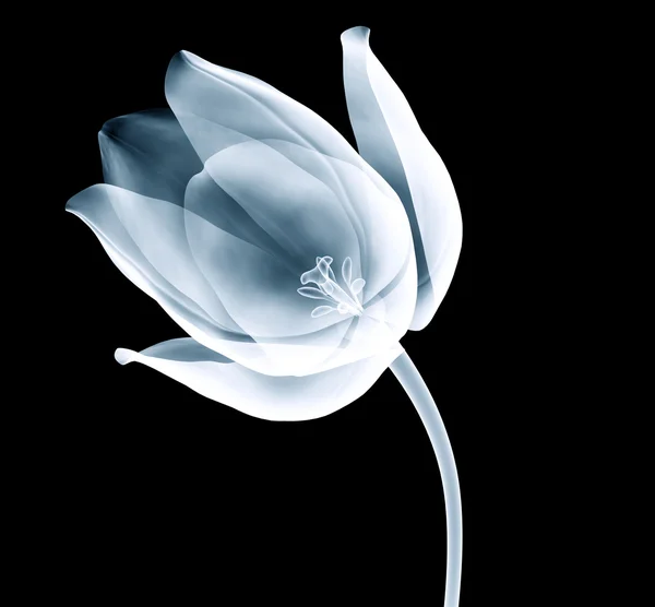 Imagem de raio-x de uma flor de tulipa isolada em preto — Fotografia de Stock