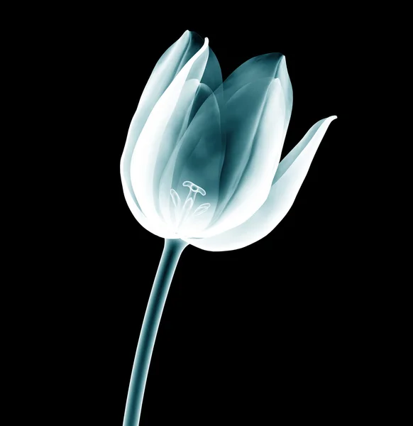 Imagem de raio-x de uma flor de tulipa isolada em preto — Fotografia de Stock
