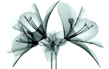 x-ray görüntü beyaz, Amaryllis izole bir çiçek
