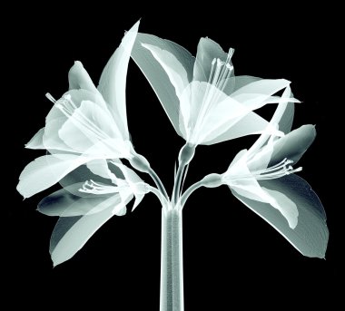 x-ray görüntü siyah, Amaryllis izole bir çiçek