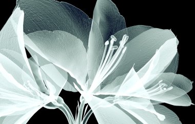 x-ray görüntü siyah, Amaryllis izole bir çiçek
