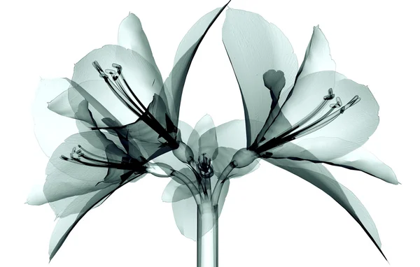Röntgenbild einer Blume isoliert auf weiß, die Amaryllis — Stockfoto