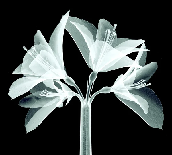 Imagem de raios-x de uma flor isolada em preto, o Amaryllis — Fotografia de Stock