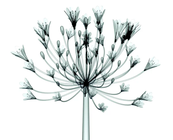 Image radiographique d'une fleur isolée sur blanc, le Bell Agapanthus — Photo