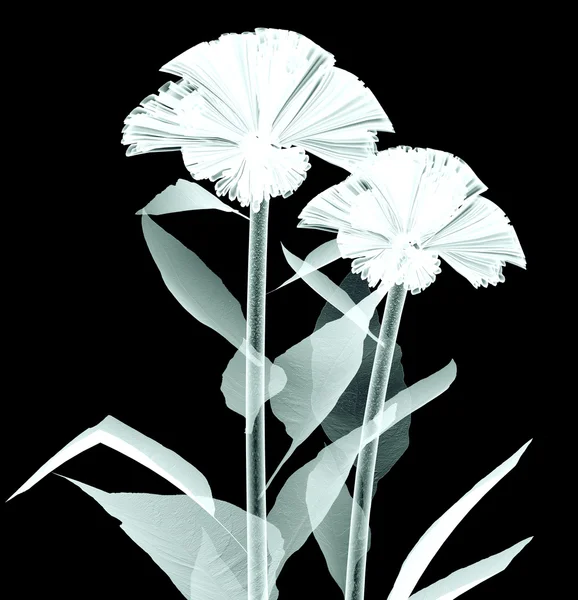 Röntgenbild einer Blume isoliert auf schwarz, dem Steuerbord — Stockfoto