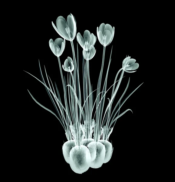 X-ray image of a flower isolated on black , the crocus — Stock Photo, Image