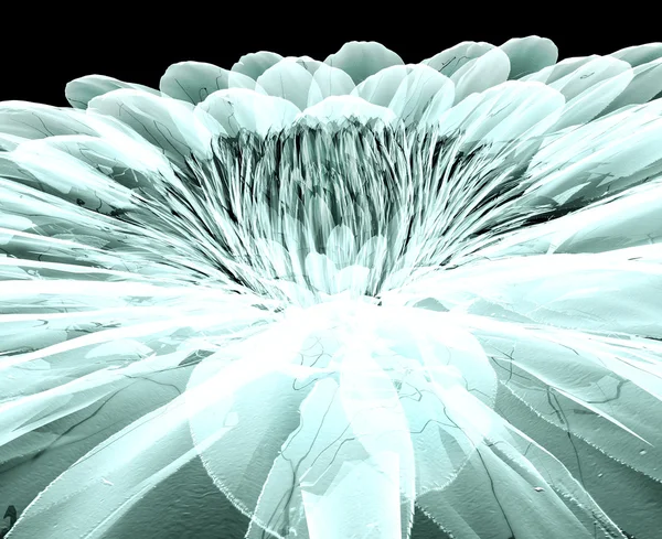 Immagine a raggi X di un fiore isolato sul nero, la gebera — Foto Stock