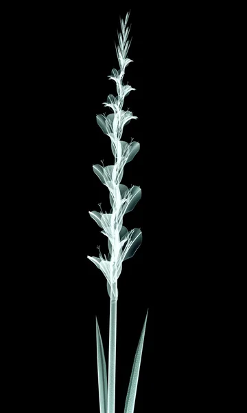 Image radiographique d'une fleur isolée sur le noir, le Gladiolus — Photo