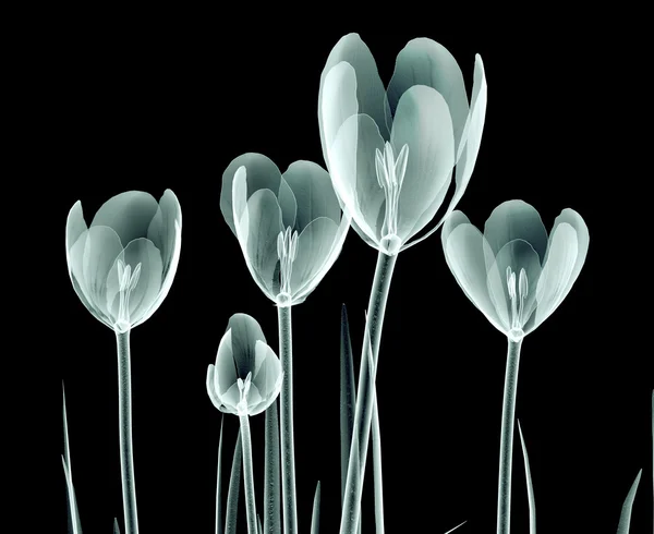 X-ray image of a flower isolated on black , the crocus — Stock Photo, Image