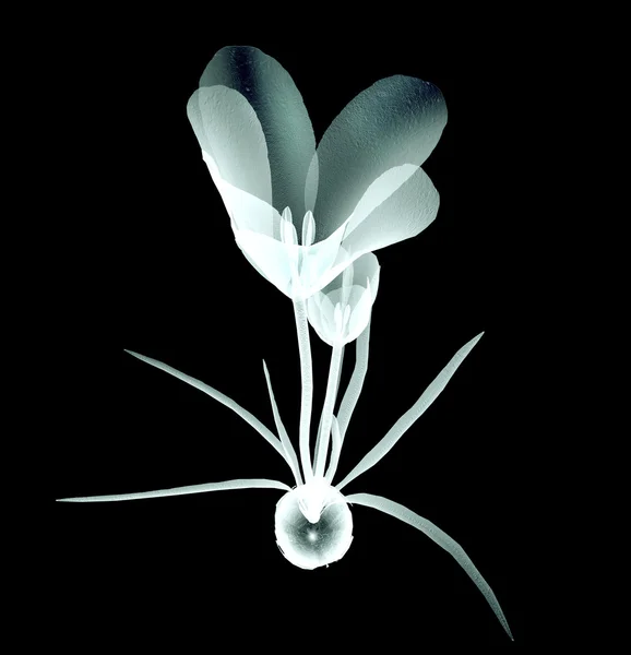 X-ray foto van een bloem geïsoleerd op zwart, de krokus — Stockfoto