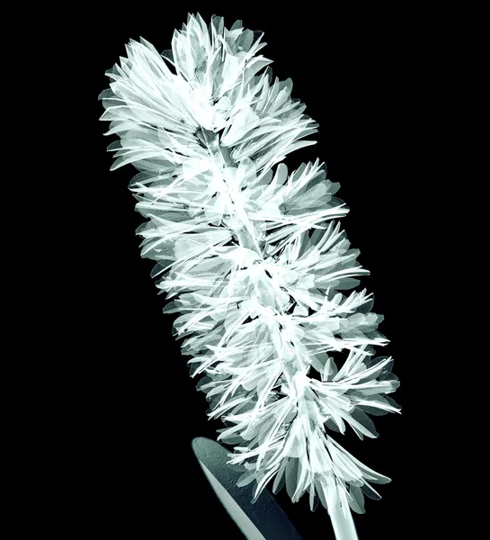 Zdjęcie rentgenowskie kwiat na białym tle na czarno, Hiacynt — Zdjęcie stockowe