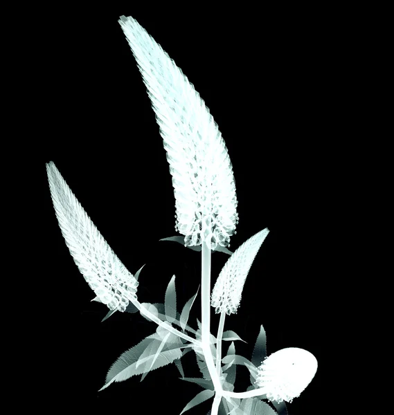 X-ray image of a flower isolated on black , the Gooseneck Looses — Stock Photo, Image