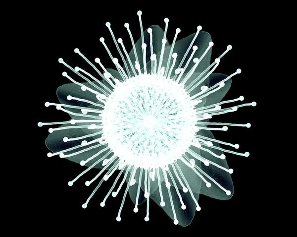 Immagine a raggi X di un fiore isolato sul nero, il Pincushi Nodding — Foto Stock