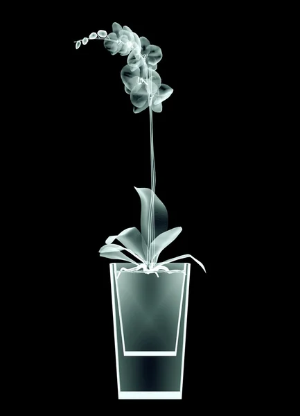 Εικόνα ακτινογραφία των ένα λουλούδι που απομονώνονται σε μαύρο, το orchide — Φωτογραφία Αρχείου