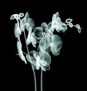 x-ray görüntü siyah, orchide izole bir çiçek