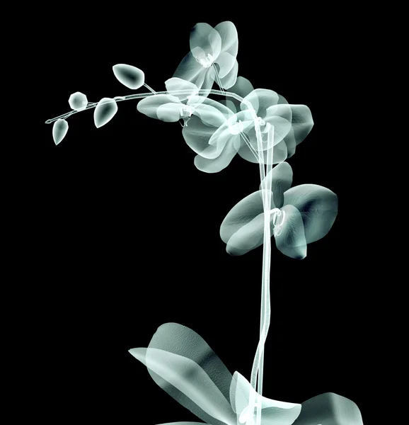 Zdjęcie rentgenowskie kwiat na białym tle na czarno, orchide — Zdjęcie stockowe