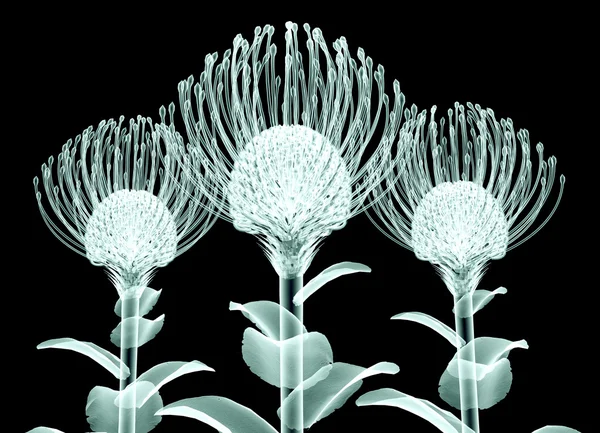 X-ray image of a flower isolated on black , the Nodding Pincushi — Stock Photo, Image