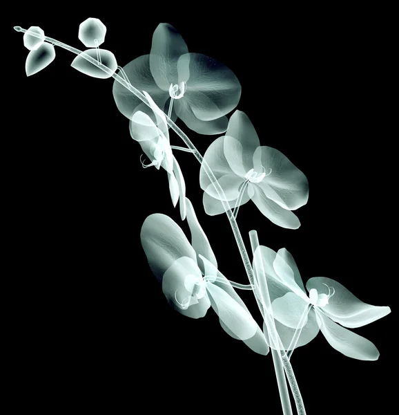 Röntgenbild einer Blume isoliert auf schwarz, die Orchidee — Stockfoto
