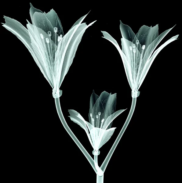 X-ray image flower isolated on black , the Pink Tiger Lily — Stock Photo, Image