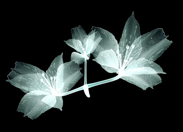 Siyah, pembe Tiger Lily izole x-ray görüntü çiçek — Stok fotoğraf