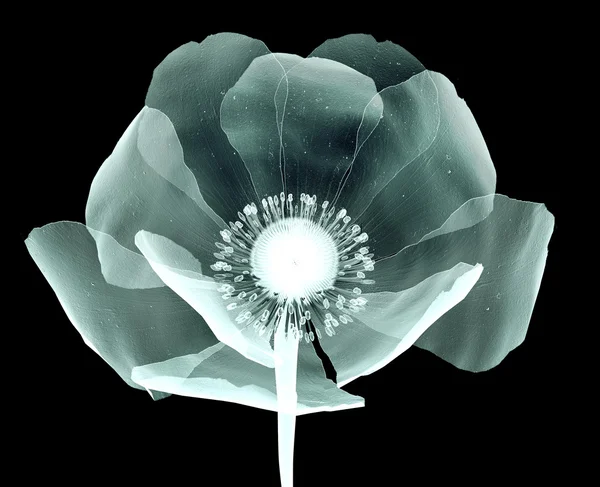 Zdjęcie rentgenowskie kwiat na białym tle na czarno, Mak — Zdjęcie stockowe