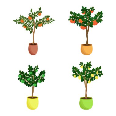 Citrus meyve ağaçları seti. Çiçek saksılarında ev yapımı mandalina, greyfurt, limon ve limon. Vektör illüstrasyonu