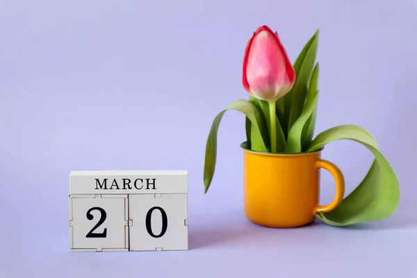 Calendar for March 20: cubes with the number 20, the name of the month March in English, a scarlet tulip in a yellow cup on a pastel background