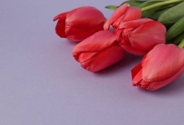 Kırmızı lalelerden oluşan bir buket üst tarafta duruyor. Pastel arka planda, üst tarafta.