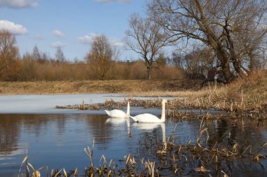 Güneşli bir bahar gününde, küçük bir gölde kuru otların arasında yüzen bir çift kuğu.