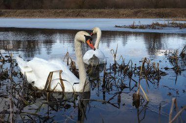 Bir bahar günü bir çift kuğu gölde yüzer, yakın plan.
