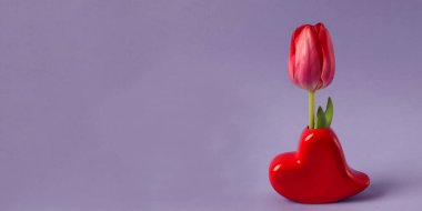 Sancak: kalp şeklinde bir vazodaki kırmızı lale pastel arka plan, yan görünüm, metin için boşluk