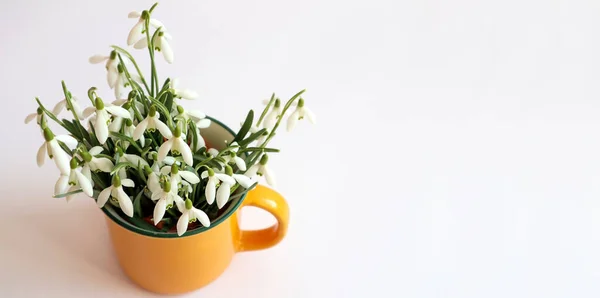 Bouquet of freshly cut snowdrops in a yellow tea cup on a white background, top view, space for text