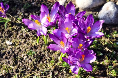 Parkta güneşli bir bahar gününde çiçek açan mor timsahlar.