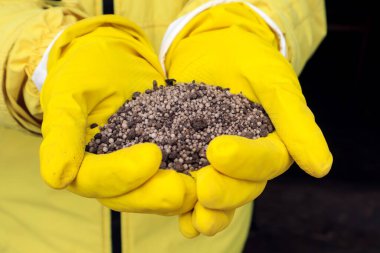 Koruyucu sarı eldivenler giyen birinin elinde toprağa uygulamak için nitrojen gübresi, yakın plan.